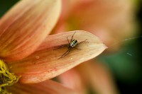 /album/fotogaleria-fotografia-macro/fr54-4-fhdr-640x480-jpg/